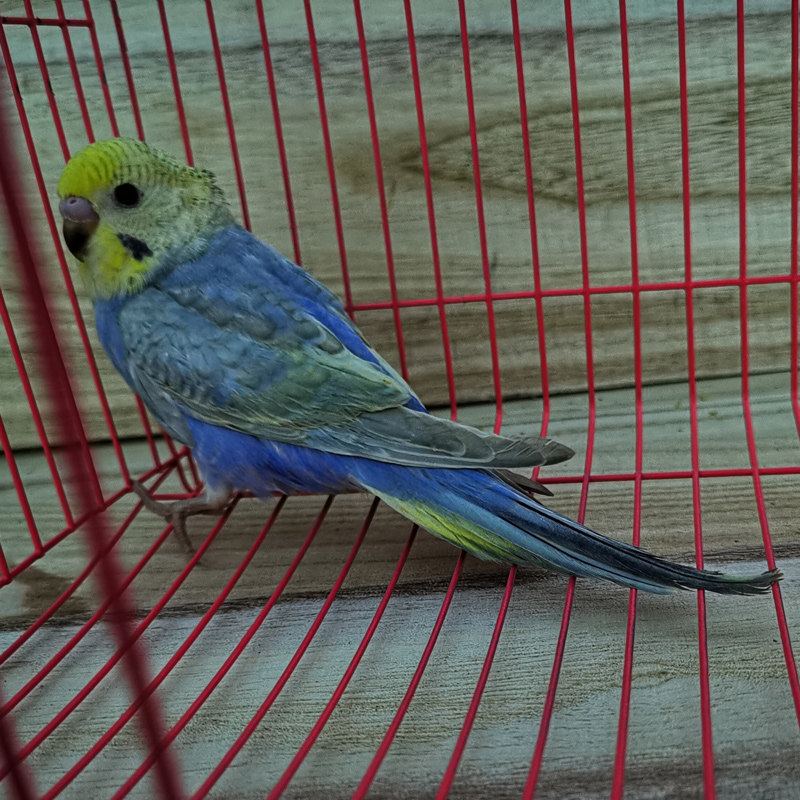 金彩单显双显虎皮鹦鹉珍珠鱼鳞特色虎皮大头欧血大头鸟活物活体鸟