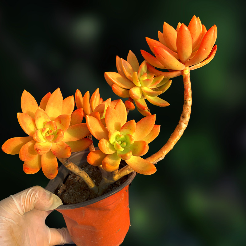 铭月多肉植物一物一拍群生老桩多头绿植花卉向阳派多肉园艺