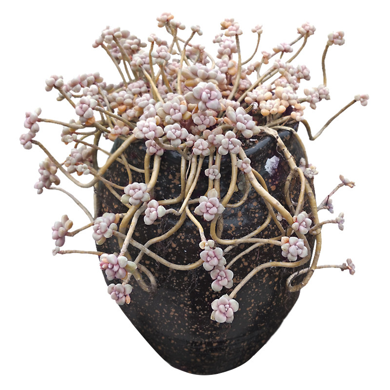 丸叶姬秋丽群生老桩一物一拍多肉植物包邮带盆栽好组合向阳派园艺