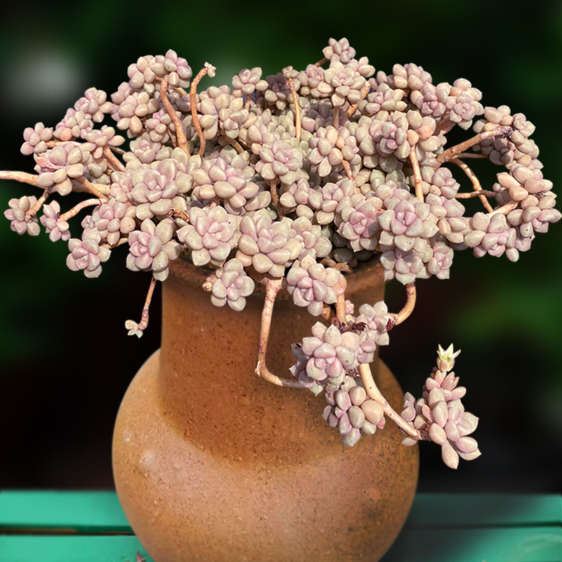 丸叶姬秋丽群生老桩一物一拍多肉植物包邮带盆栽好组合向阳派园艺