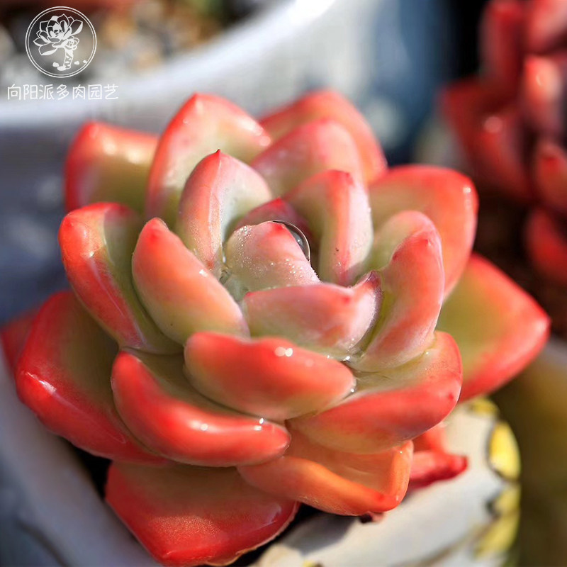 奶油泡芙阿玛贝利轰动肥厚可爱爱肉嘟嘟多肉多肉植物