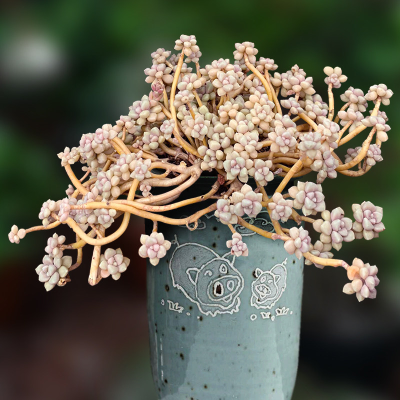 丸叶姬秋丽群生老桩一物一拍多肉植物包邮带盆栽好组合向阳派园艺