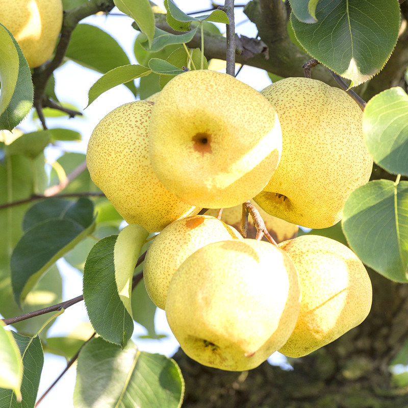 现摘砀山整箱10斤当季新鲜水果安徽应季梨子梨