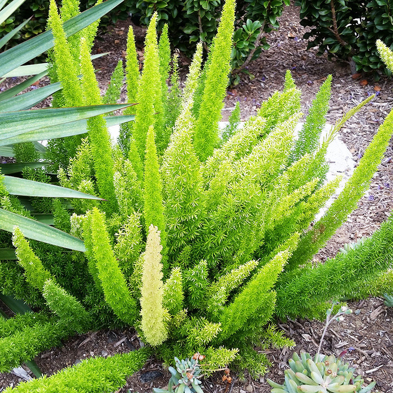 花无缺耐热盆栽植物叶植物花卉观阳台庭院常绿四季绿植