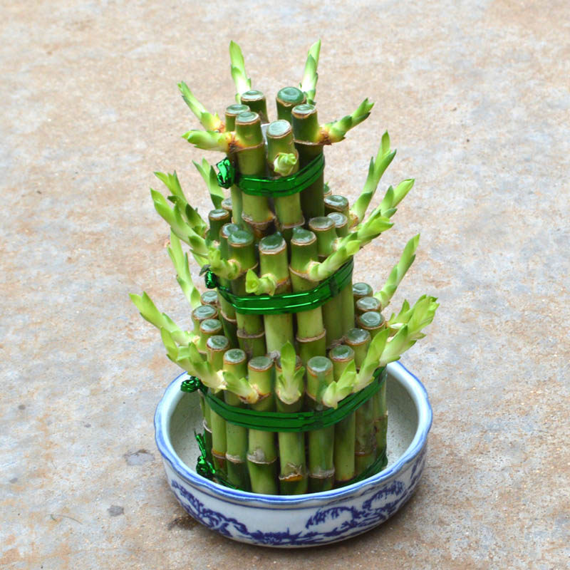 节节高竹塔富贵竹水培植物花卉水养室内办公室绿植花卉