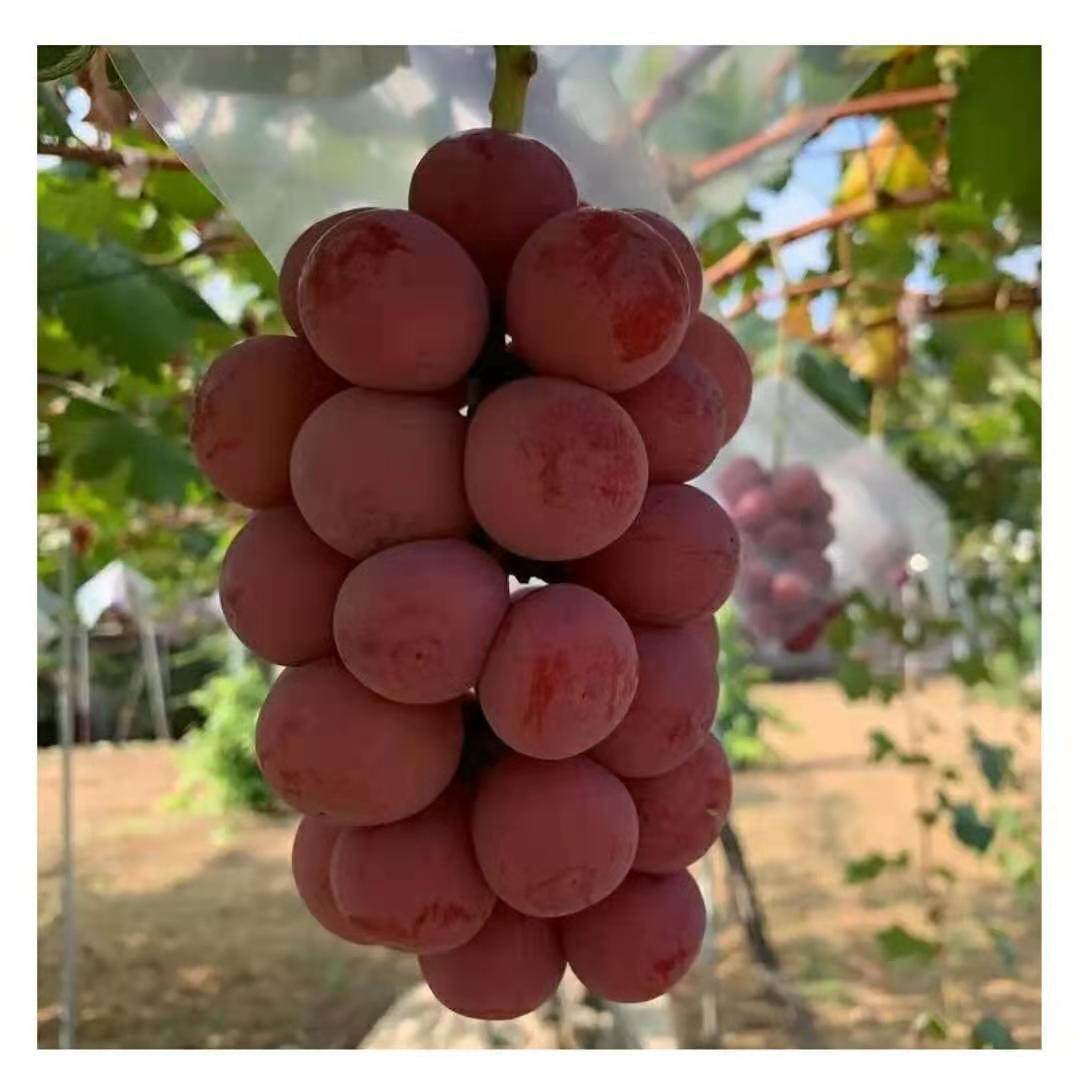 阳光玫瑰妮娜皇后葡萄种植技术素材包装纸