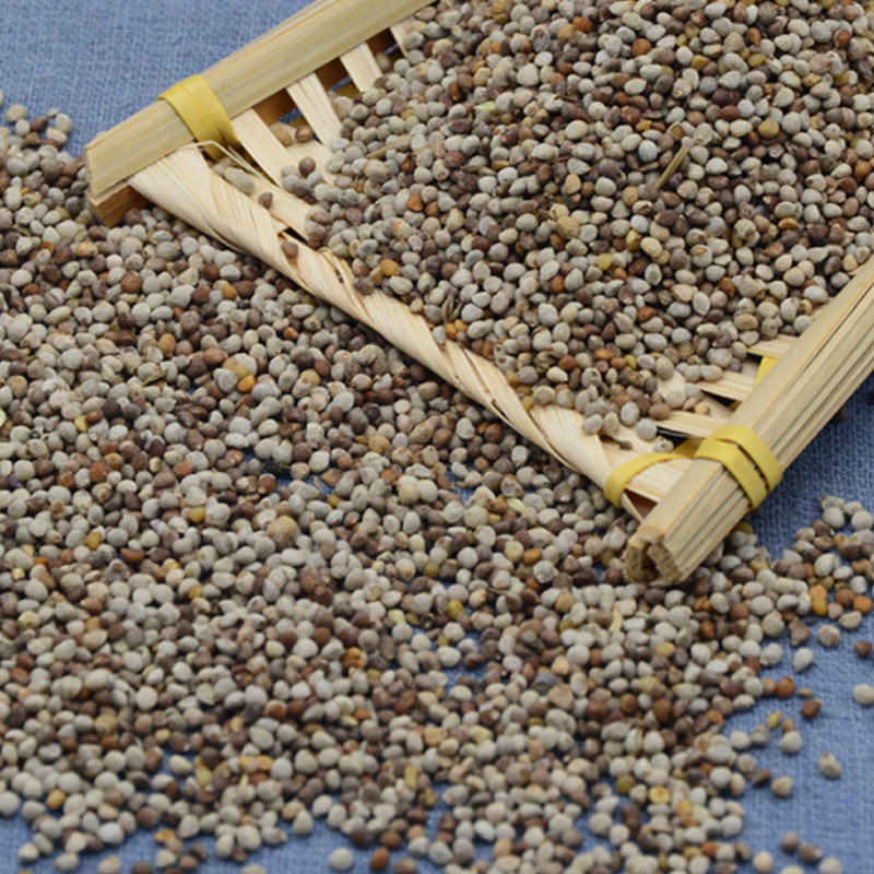 白苏五斤全国黄雀芙蓉金丝雀鹦鹉鸟粮鸟食软苏鸟食