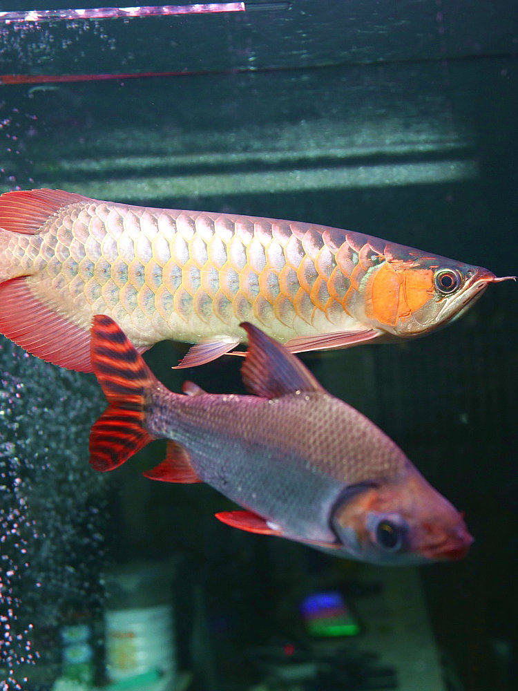 飞凤直纹旗鱼中大型金龙红鱼配鱼龙凤呈祥活体鱼