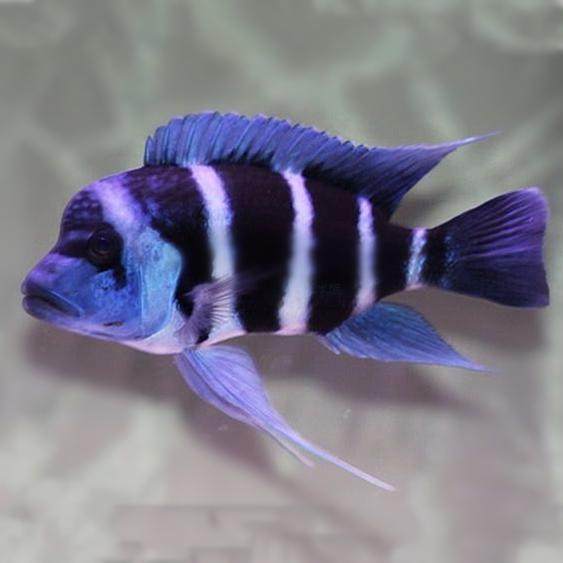 起头中型活体观赏鱼热带六间萨伊慈鲷三湖伊巴鱼