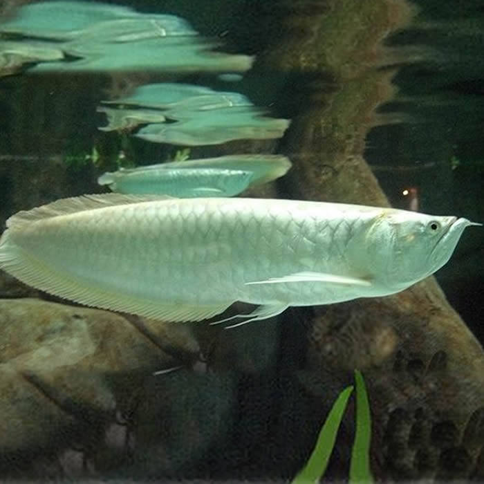 银龙龙鱼红眼白子黄化星点中大型活体热带鱼鱼