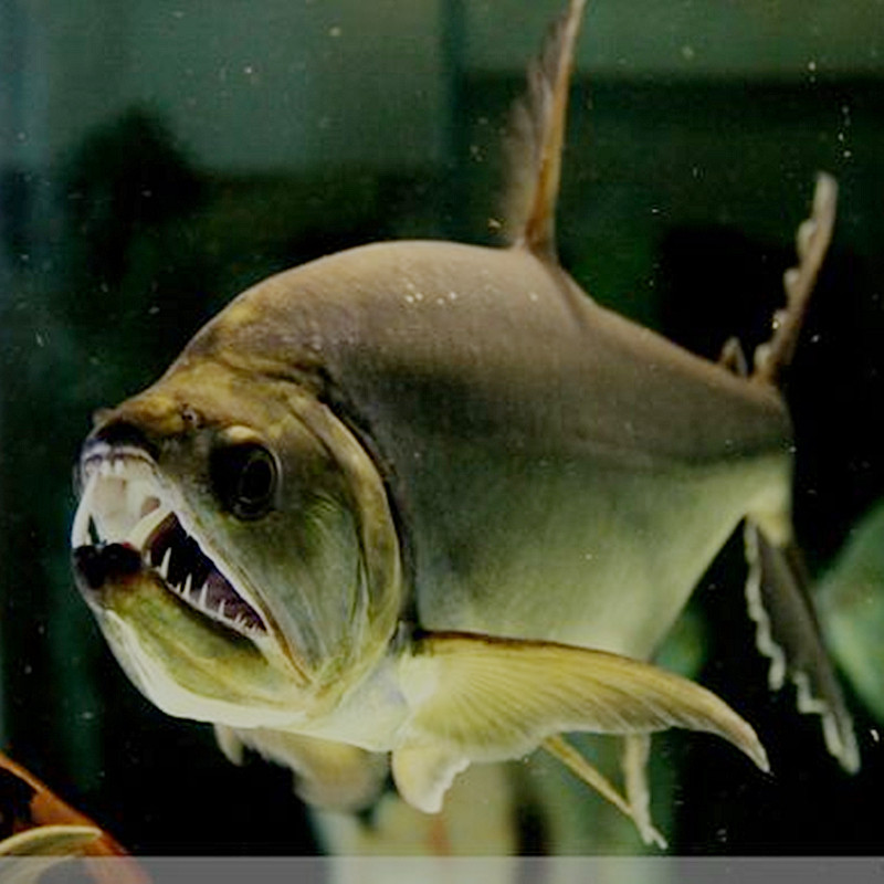 加拉哥伦比亚中层泰庞海暴牙金河黄金河猛鱼黄金观赏鱼鱼