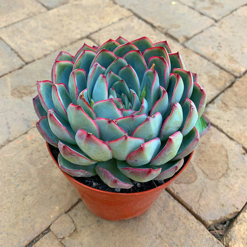 艳姬大单头多肉植物盆栽花卉绿植云南露养基地多肉植物