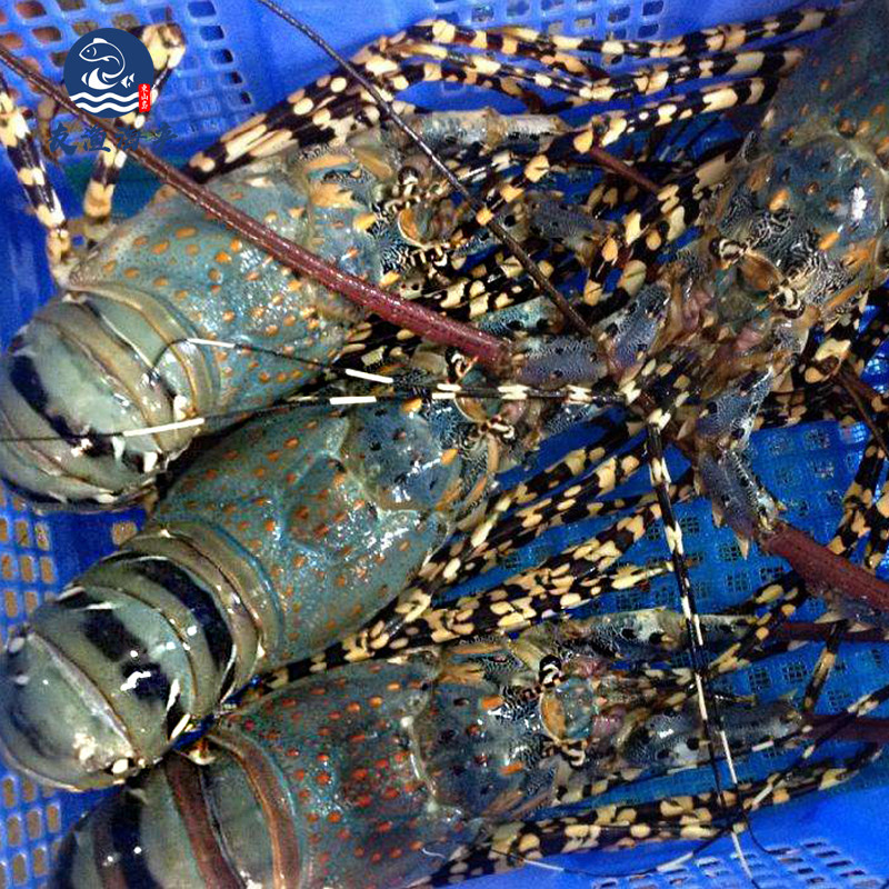 龙虾大龙澳洲鲜活速冻大花冷冻澳洲龙澳龙酒席冻虾