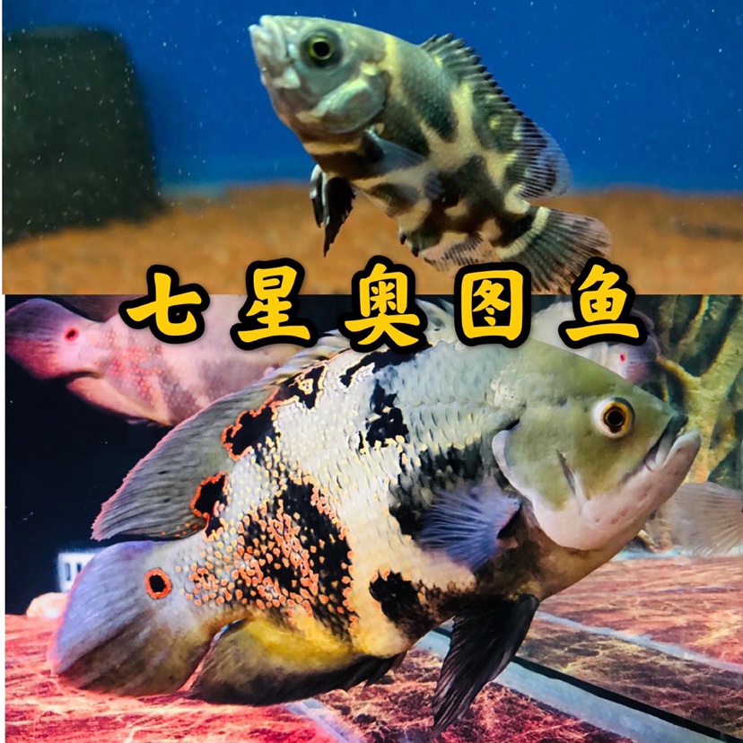 图鱼野生生地七星奥图活体观赏热带凶猛猛鱼鱼