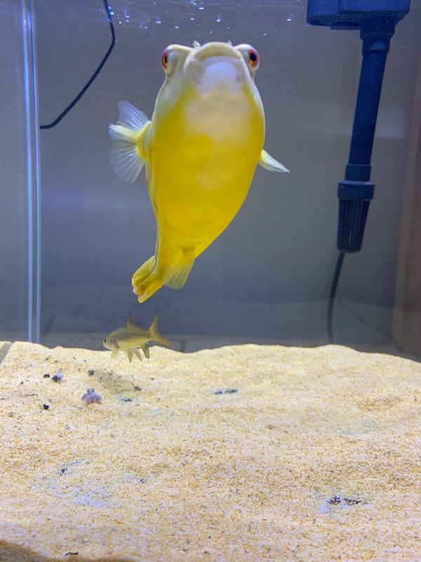 斑马狗头鱼活体毛毛狗头鱼河豚鱼皇冠狗头鱼凶猛鱼热带观赏鱼包邮