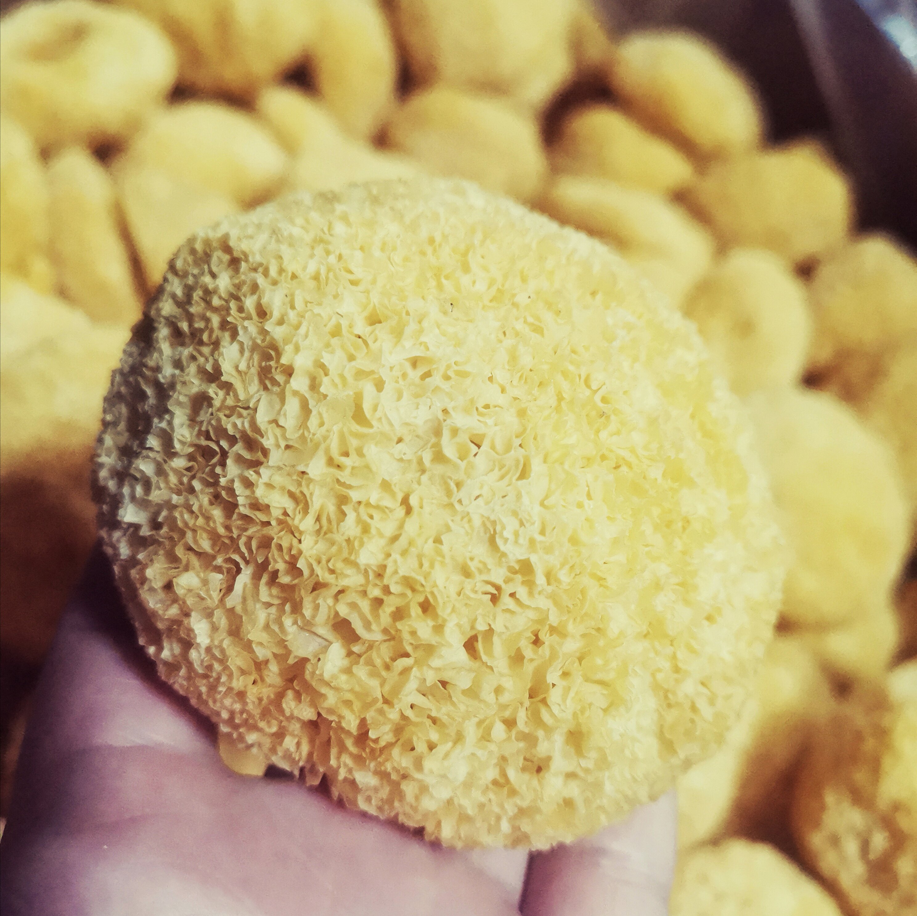 福建古田黄金糯耳银耳250g精选特级丑耳无硫银耳