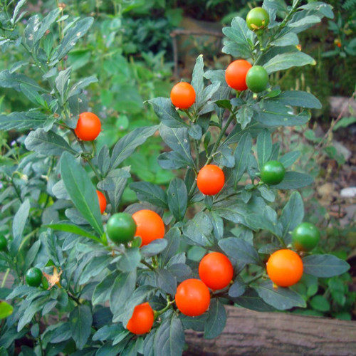 珊瑚看豆种子多年生红色圆球叶冬四季观赏果树家庭园艺种子