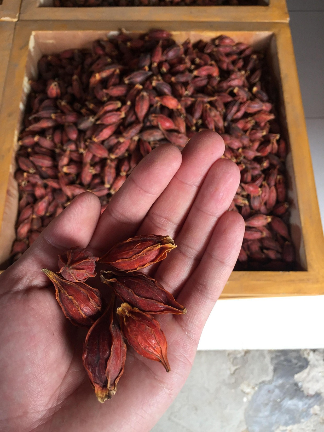 新货野生栀子果黄栀子花茶八角大料香料调料大全散装卤料佐料上色