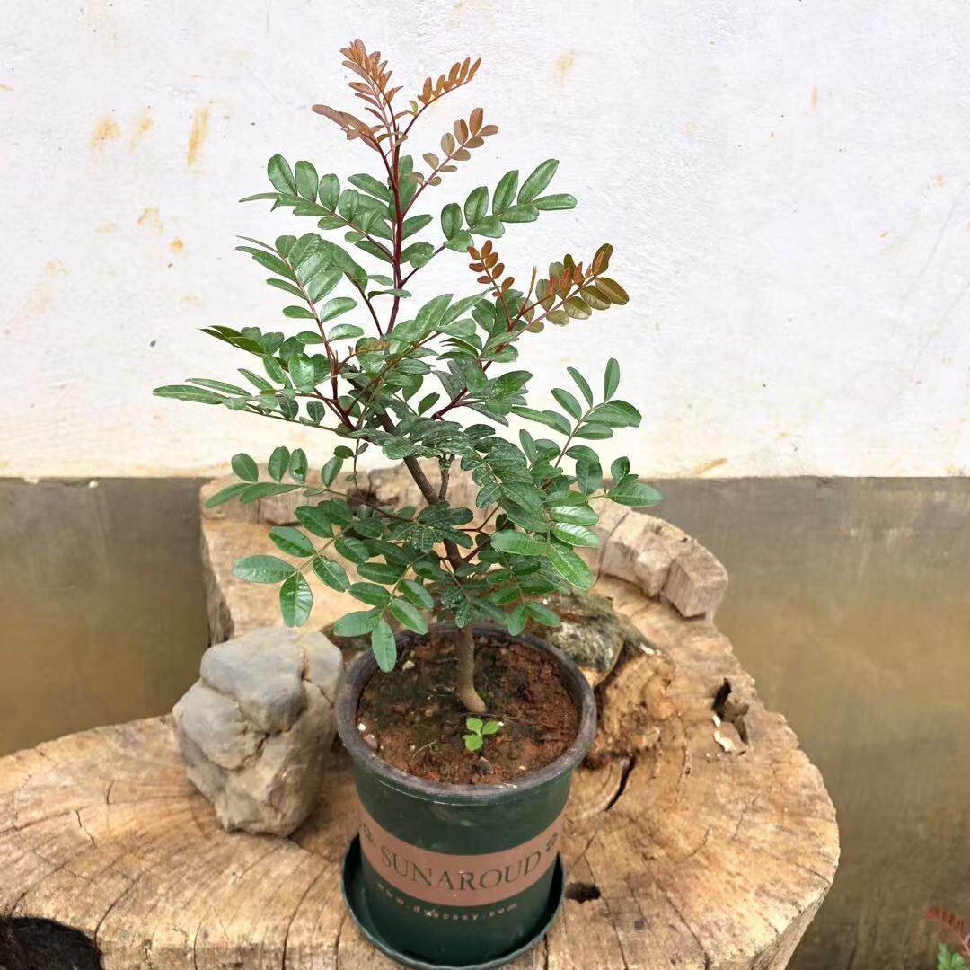 云南正宗红芽清香木树苗绿植花卉卉好养小盆栽绿植