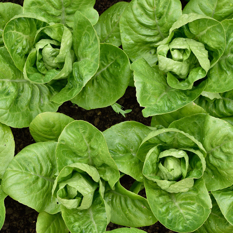 生菜包心沙拉新鲜包罗罗纹罗马蔬菜500g即食其它