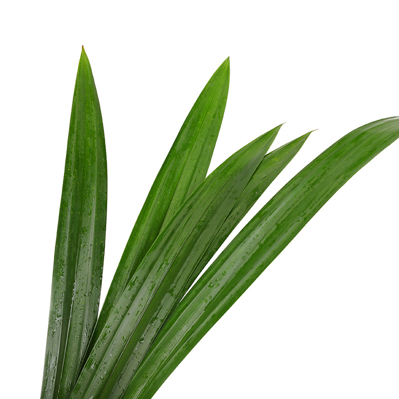 香兰蛋糕千层500g米饭糯米芒果蔬菜叶新鲜班兰叶其它