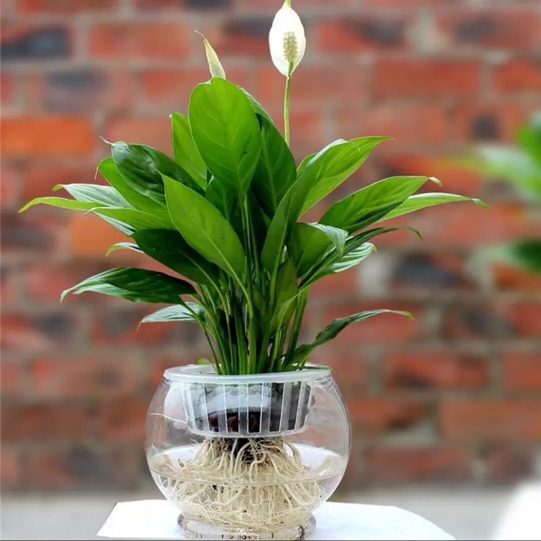 花卉一帆风顺白掌盆栽土培水培室内植物办公室盆景鲜花速递同城