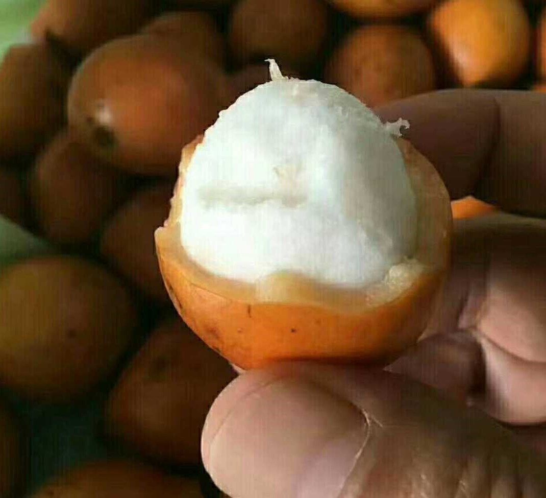 山竹黄金新品恰恰澳洲美味可口耐寒南北方庭院果树果树