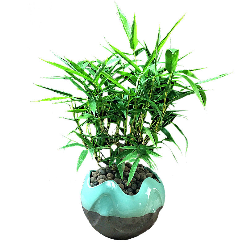 佛肚盆栽小型矮化葫芦绿植室内花卉竹子植物绿植