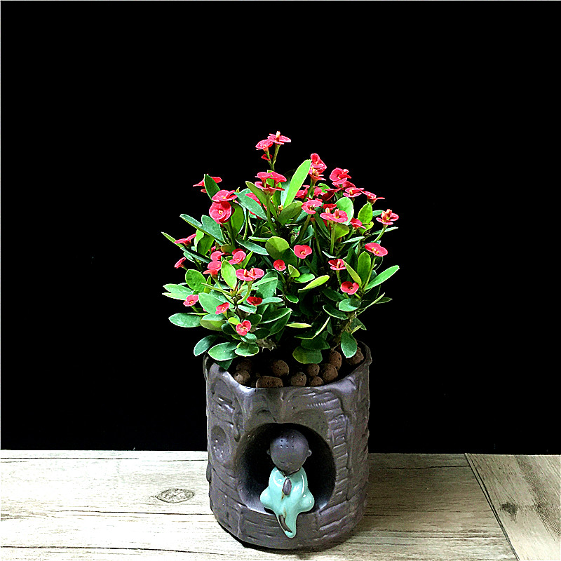 虎刺盆栽带花大花大叶老桩花卉开花不断室内花卉