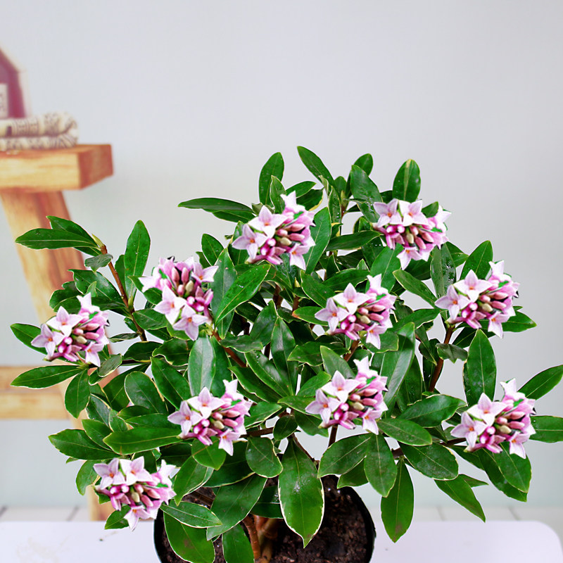 金边瑞香大苗盆栽浓香香型老桩客厅花卉植物时令草本花卉