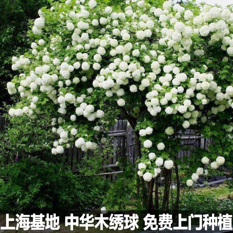 别墅庭院花园风景树中华木绣球大花斗室外盆栽观叶