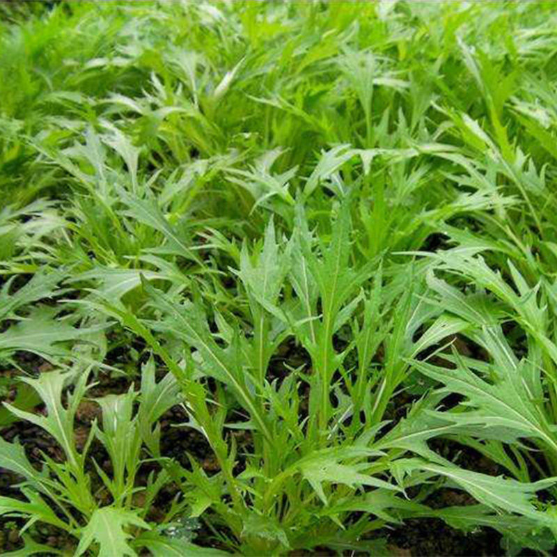 日本水菜紫京水菜千筋菜种子蔬菜基地家庭园艺蔬菜种子