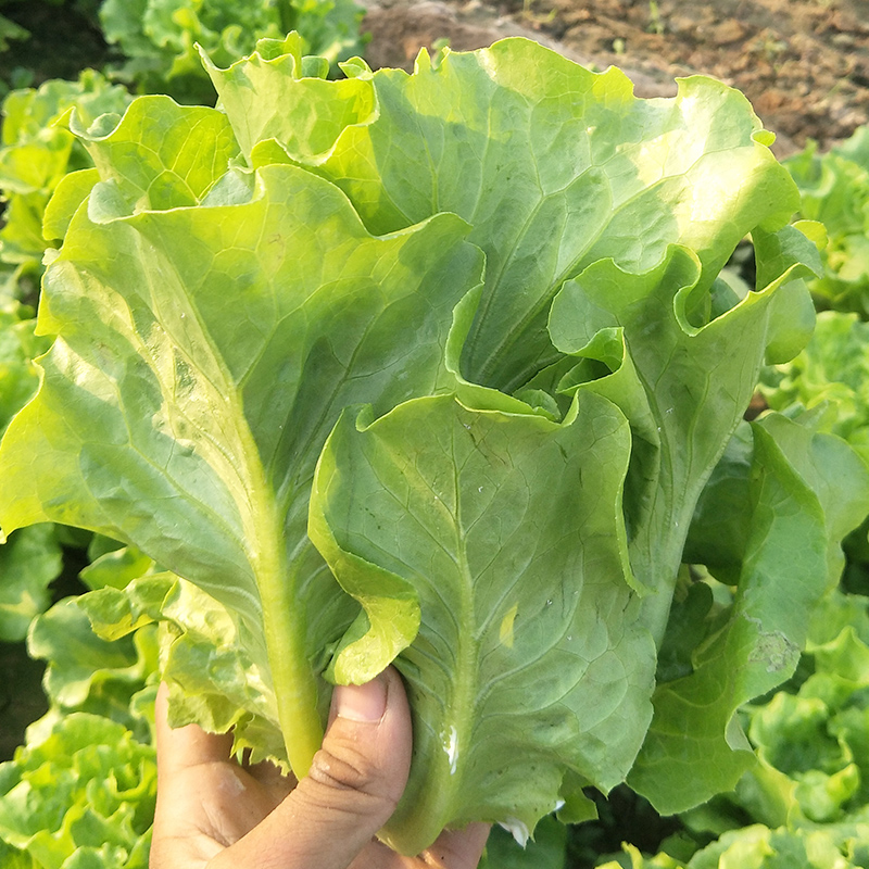 生菜冬季露天播种最好图片