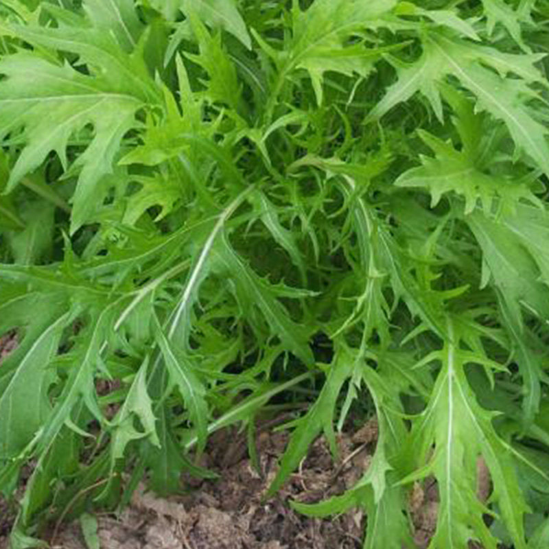 日本水菜紫京水菜千筋菜种子蔬菜基地家庭园艺蔬菜种子
