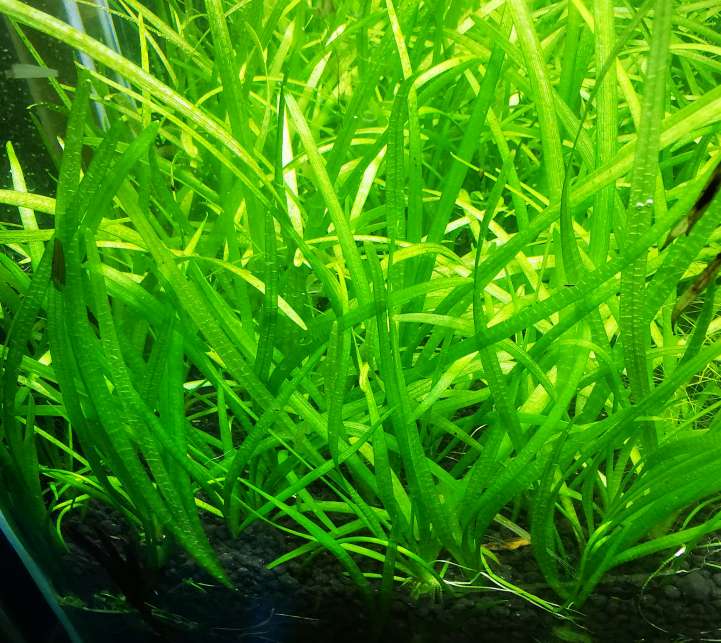 小水鱼缸造景水草水下阳性淡水活体水培植物水草