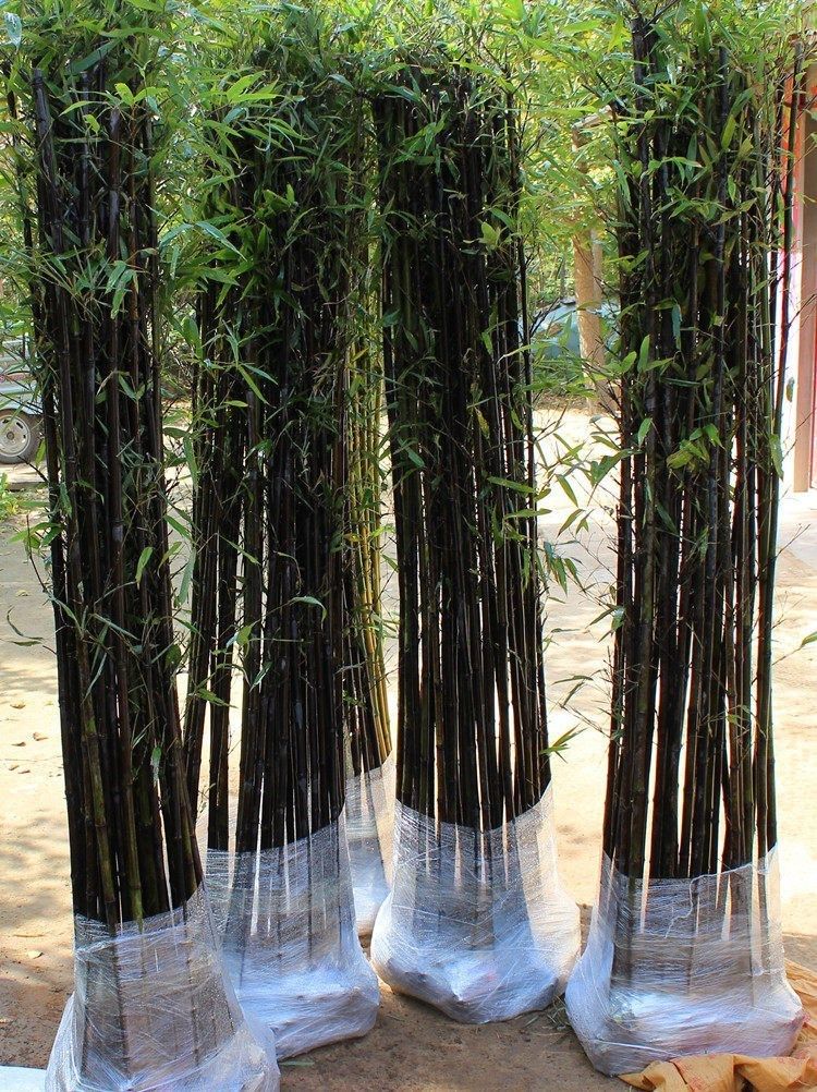 阳台庭院植物紫竹种植金镶玉竹红龙户外栏杆绿植