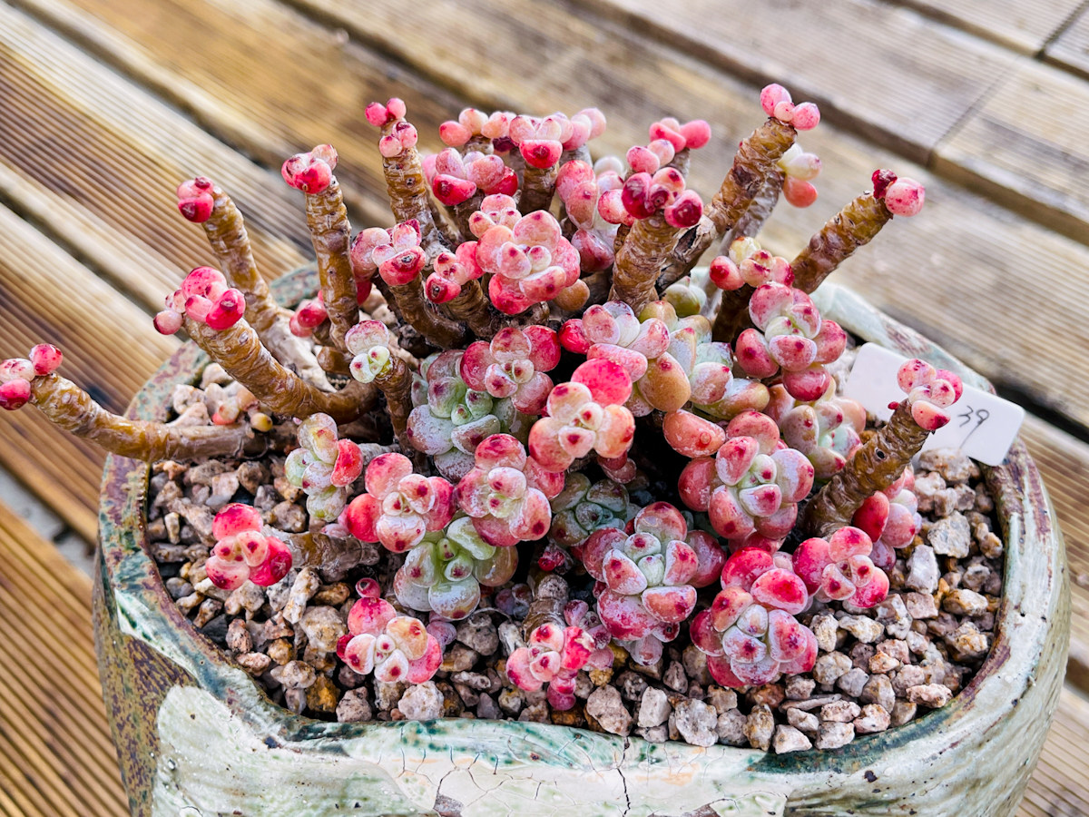 日系丸叶粉红果冻罗琦自然老桩一物一拍铁粉多肉植物