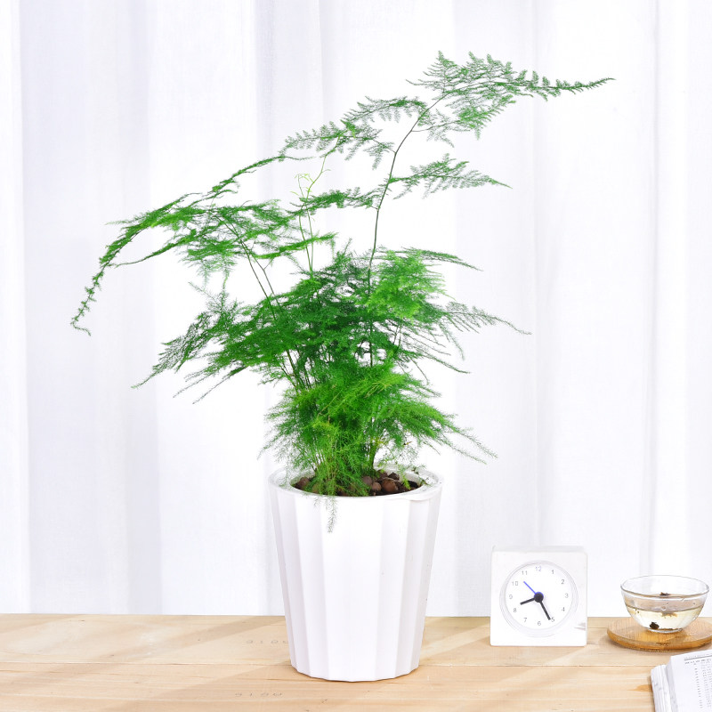 文竹盆栽植物室内客厅花卉盆栽绿植净化空气绿色植物四季常青盆景