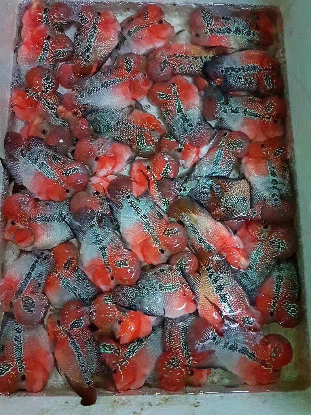 鸿运当头马骝彩虹幻彩泰金火凤凰红马罗汉鱼鱼苗观赏鱼鱼