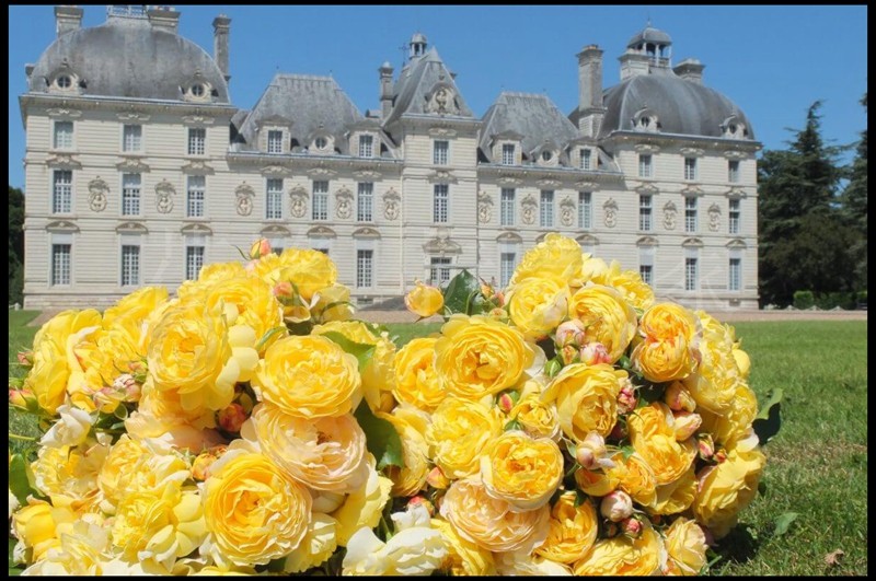 花隐欧月黄金城金城堡季节开花月季盆栽小苗花卉花卉