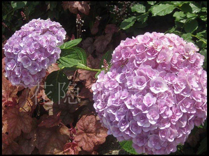 花隐盆栽绣球你我我的我的爱爱意花瓣花球勤花时令草本花卉