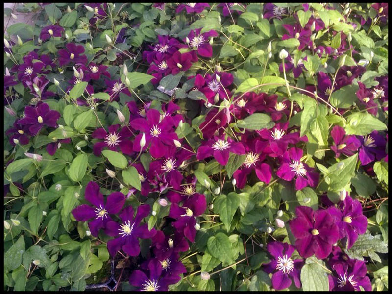 花隐园艺家铁线莲华沙女神大花开花机器爬藤藤本时令草本花卉
