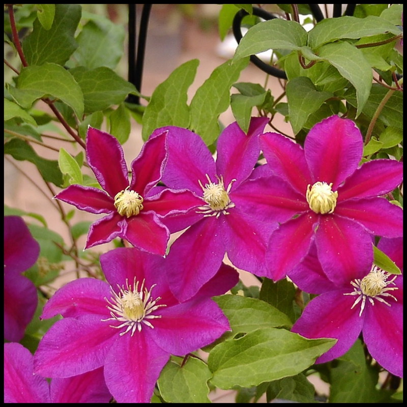 花隐园艺家铁线莲落日爬藤藤本花卉绿植盆栽小苗时令草本花卉