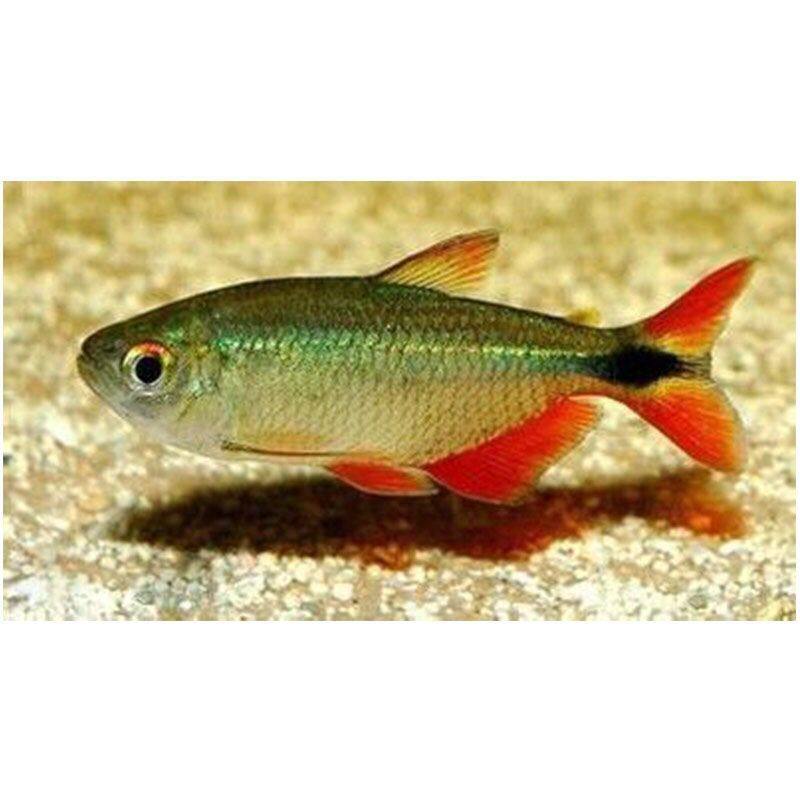 冷水鱼活体红十字观赏小型淡水鱼练手金鱼耐活好养鱼