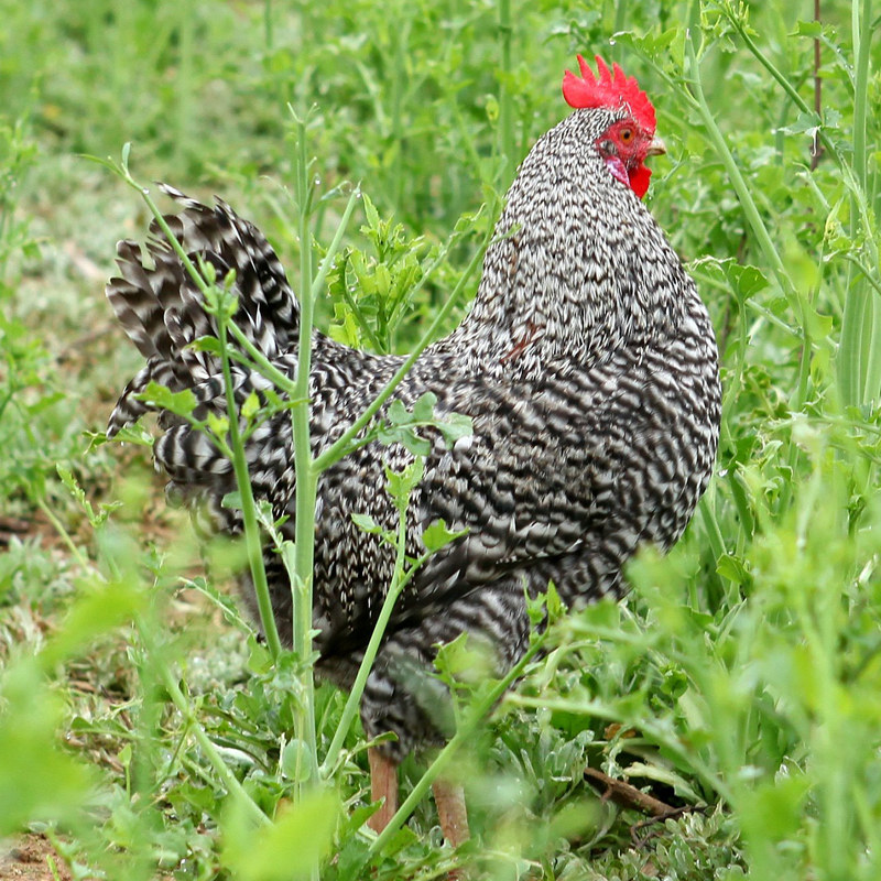 安徽放养农家农村老母鸡土鸡农家散养生芦花鸡草鸡新鲜整鸡2.3斤