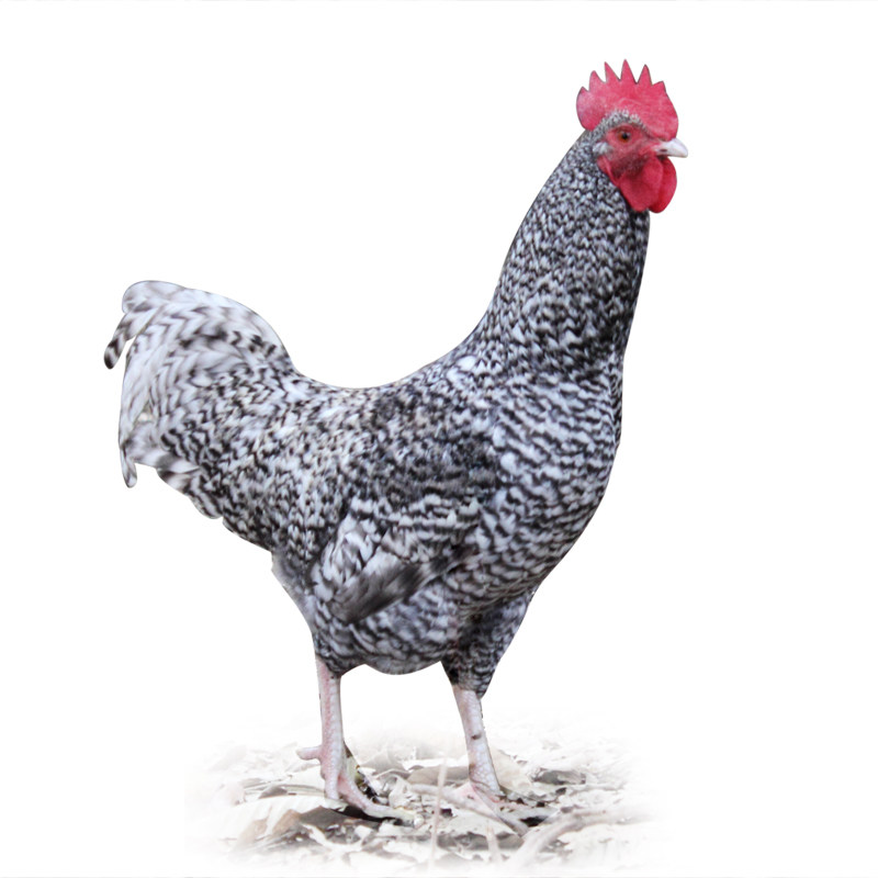 安徽放养农家农村老母鸡土鸡农家散养生芦花鸡草鸡新鲜整鸡2.3斤