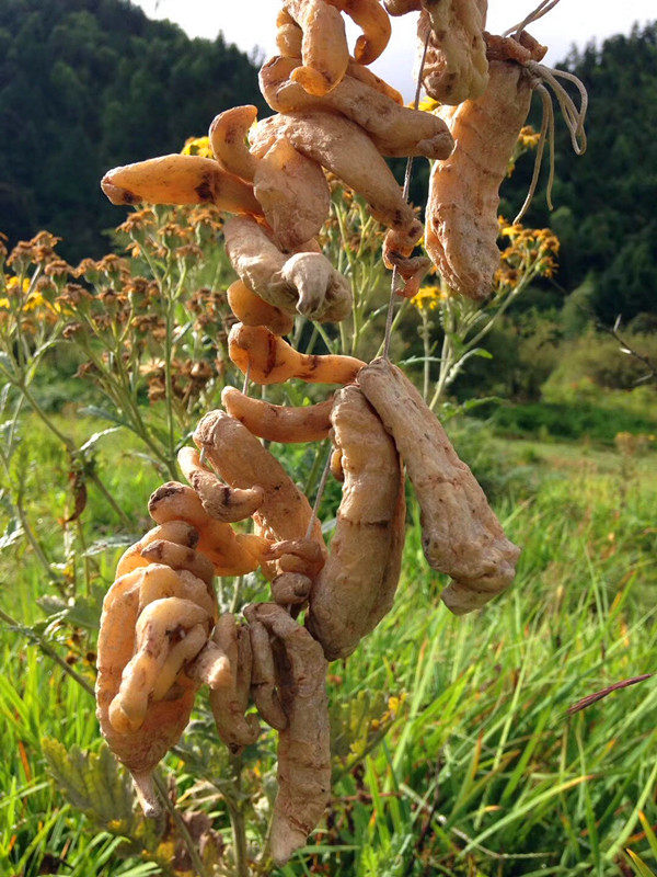 天麻西藏林芝实体发货野生冬天干货赤箭良心天麻