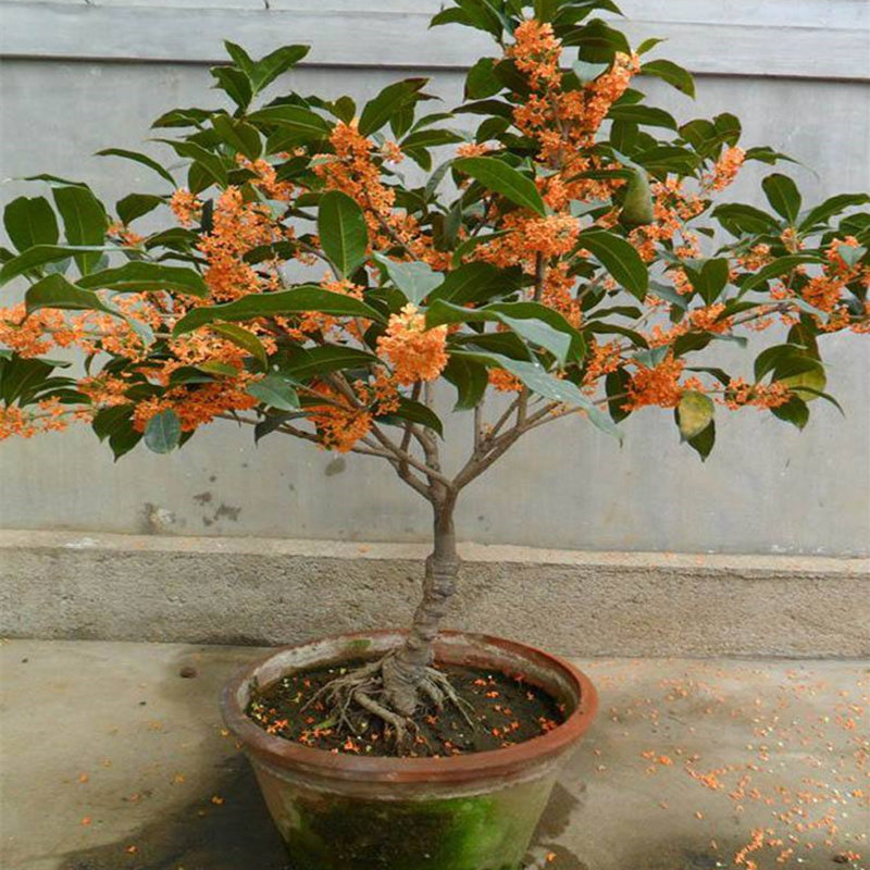 桂花盆景桂花树苗盆栽庭院阳台植物花卉金桂沉香桂室内外带花发货