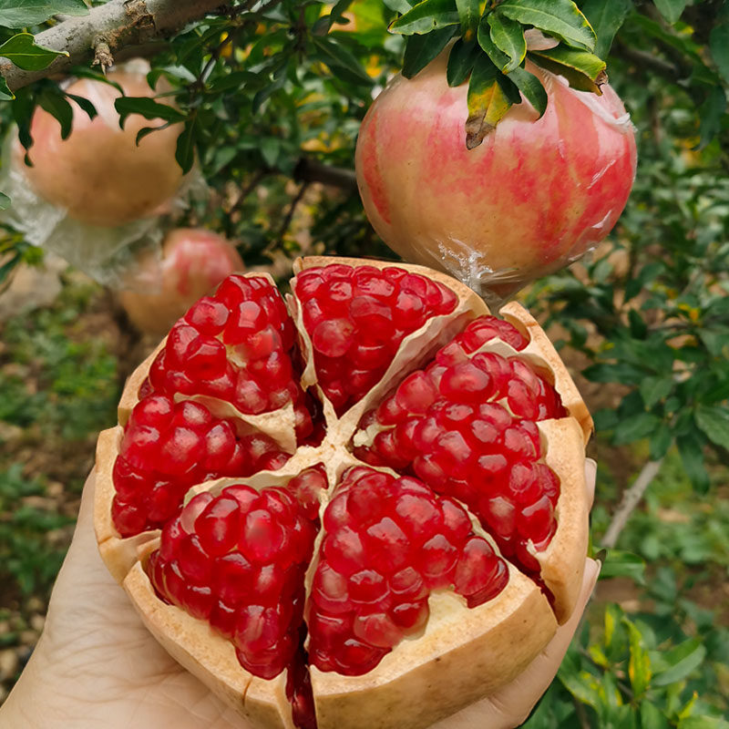 临潼石榴新鲜包邮整箱10斤陕西西安特产非软石榴