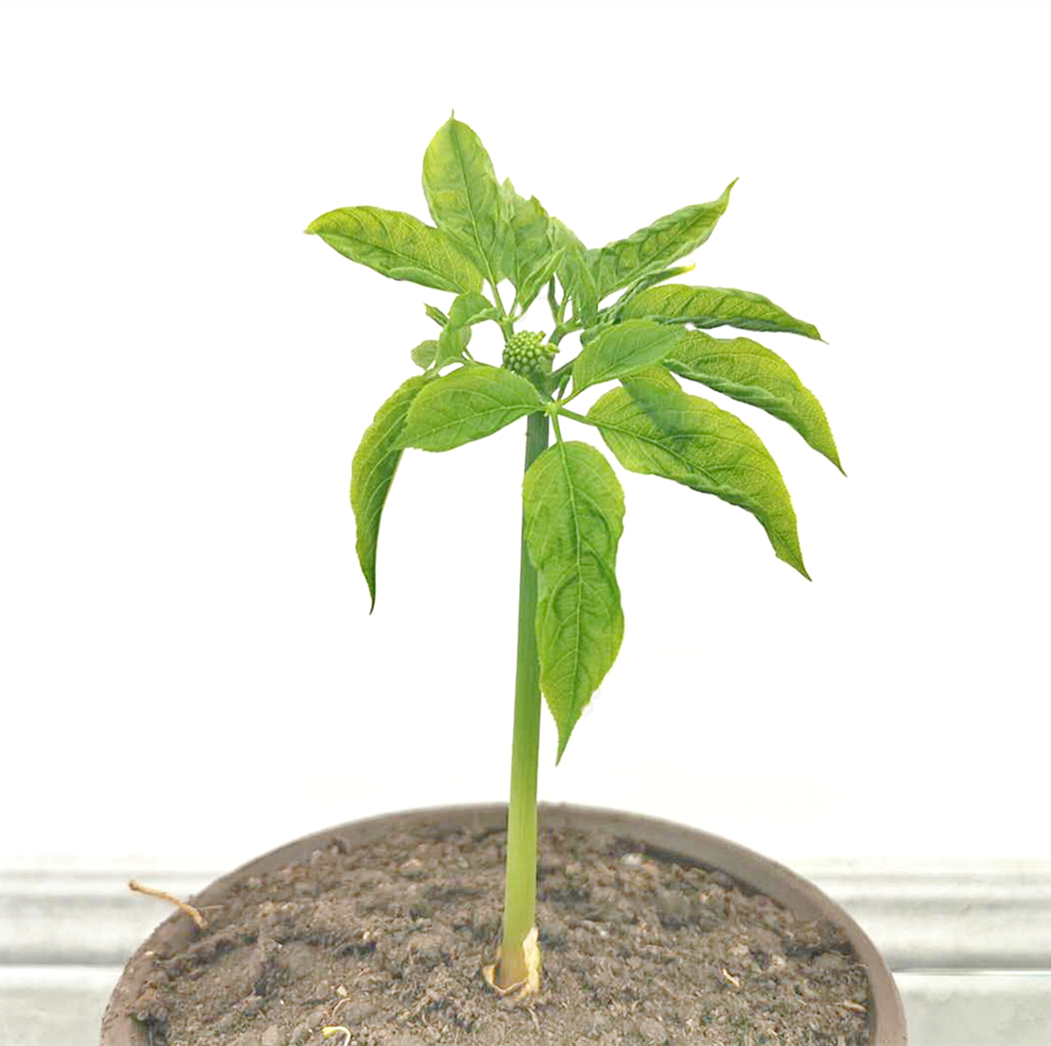 人参苗山催芽土壤肥料种子参苗长白山包邮十只人参